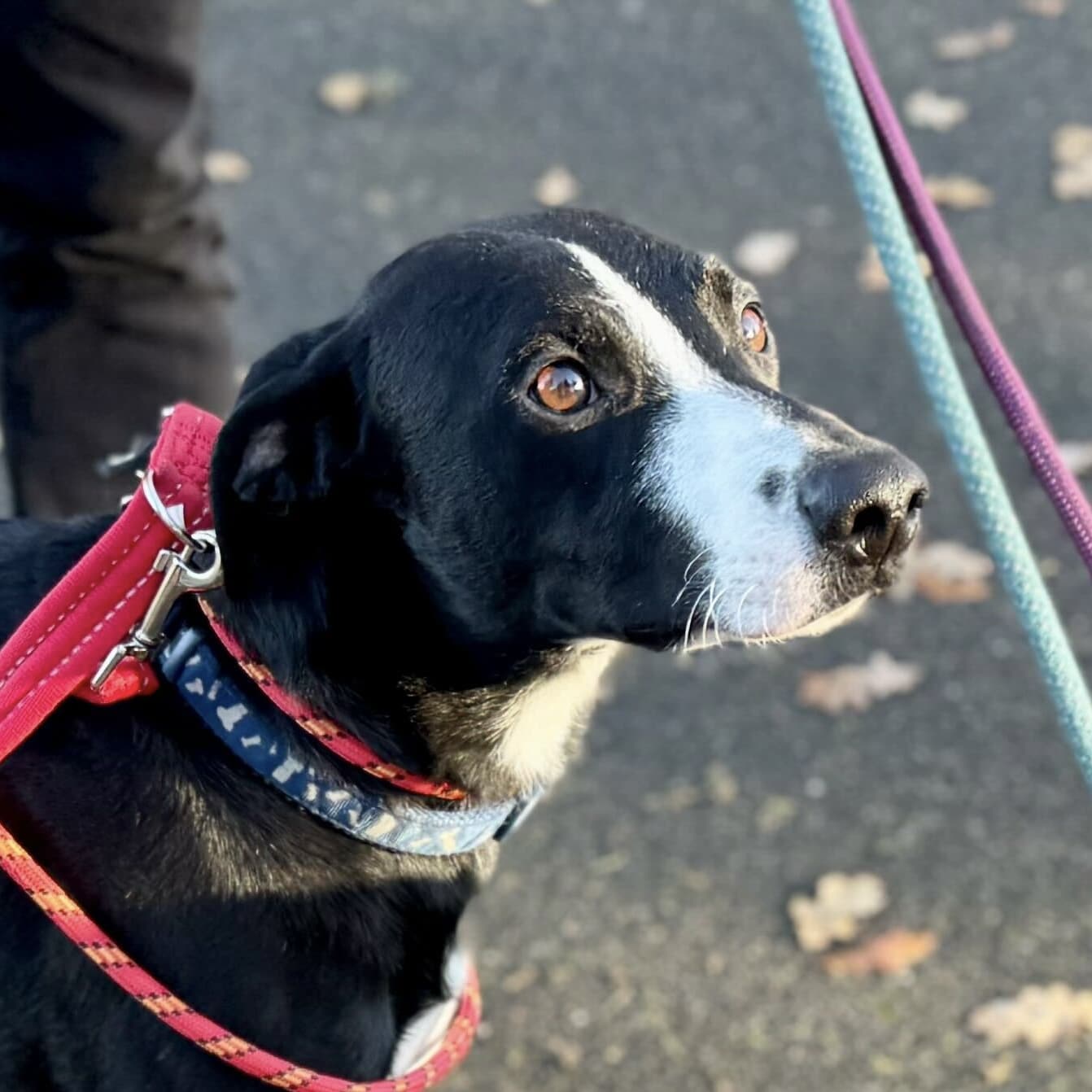 Phantom Mumford-King